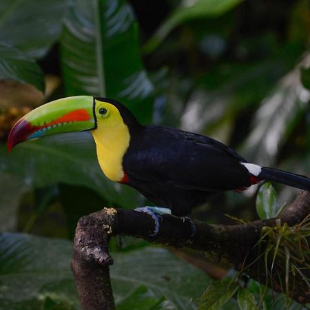 Veragua Rainforest Puerto Limon Esterno foto