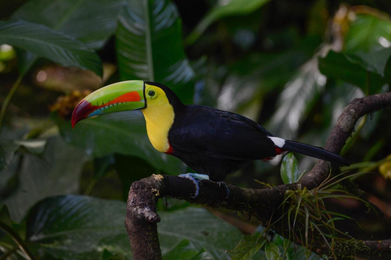 Veragua Rainforest Puerto Limon Esterno foto