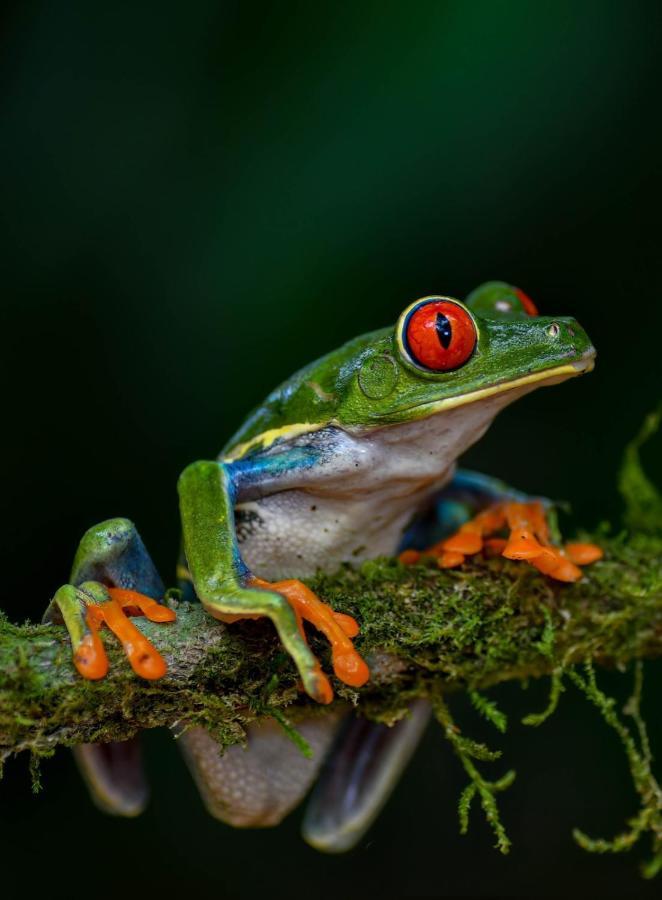Veragua Rainforest Puerto Limon Esterno foto